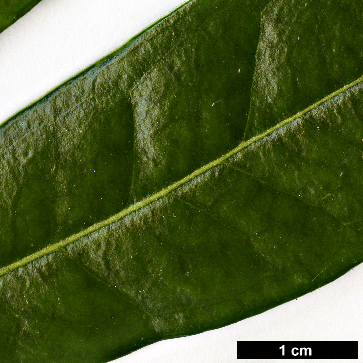 High resolution image: Family: Buxaceae - Genus: Sarcococca - Taxon: hookeriana - SpeciesSub: var. humilis